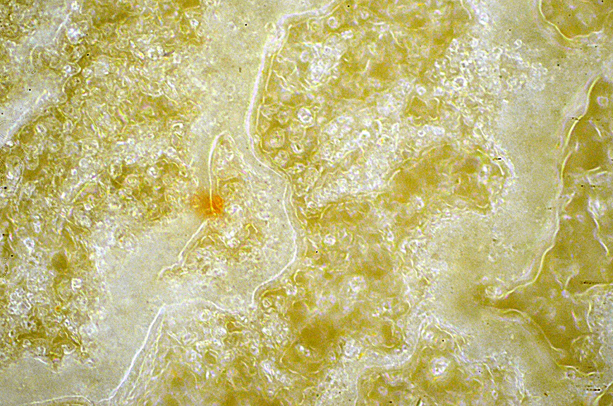 Coti Slurry 20x DF 1