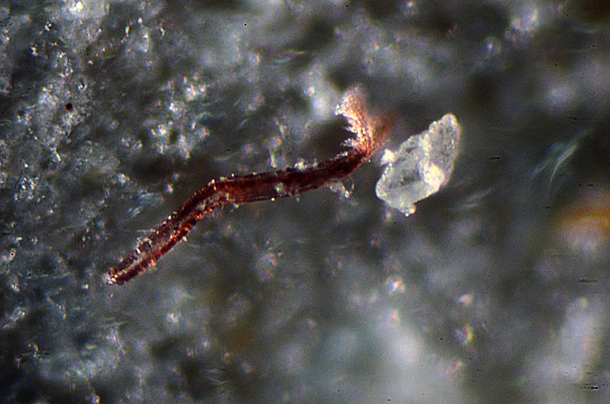 Les Lat Arm 20x Mixed